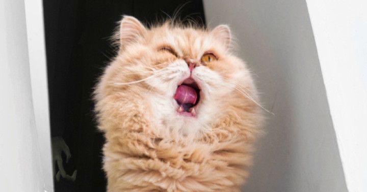 Ransomware El Gato