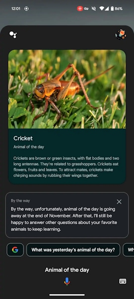 Animal do dia é removido do Google Assistente